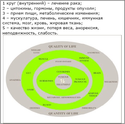 Раковая кахексия: что это такое, симптомы и степени развития истощения, методы лечения и прогноз выживаемости