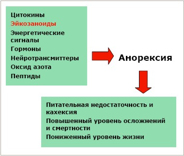 Раковая кахексия: что это такое, симптомы и степени развития истощения, методы лечения и прогноз выживаемости