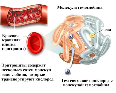 Поднять гемоглобин при онкологии: роль гемоглобина, причины его снижения при онкозаболеваниях, медикаменты и продукты, стимулирующие повышение гемоглобина