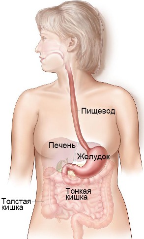 Рак пищевода: причины заболевания, специальное питание и профилактика болезни, формы и стадии заболевания, методы лечения