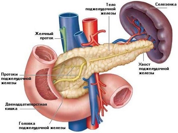 Рак поджелудочной железы 4 стадии: причины и признаки заболевания, особенности течения болезни, прогноз выживаемости