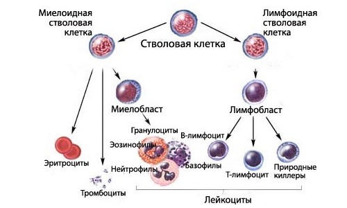 Волосатоклеточный лейкоз: какие прогнозы чаще всего дают врачи для жизни, какая выживаемость и лечение