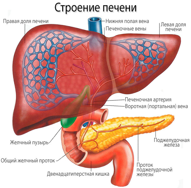 Гепатоцеллюлярная карцинома или рак печени: симптомы и лечение, профилактические меры и диагностика болезни
