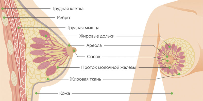 Диагностика гормонозависимой опухоли: причины возникновения и лечение, прогнозы врачей на выживаемость и восстановление организма