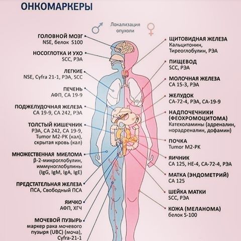 Самые важные онкомаркеры на онкологию легкого: список анализов и расшифровка результатов, подготовка к анализам