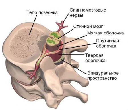 Рак спинного мозга: симптомы и признаки заболевания, диагностика, методы лечения и долгосточный прогноз