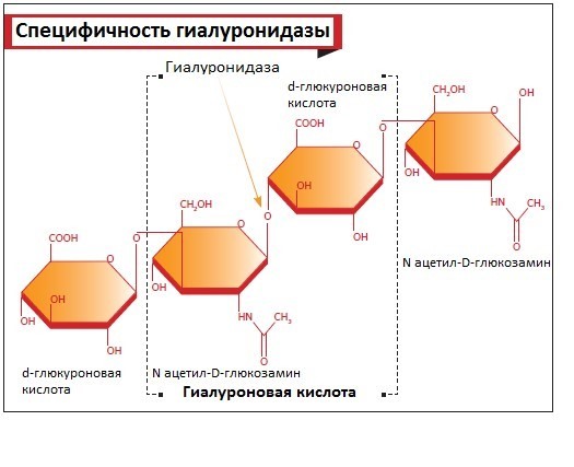 Лидаза при простатите: отзывы, инструкция, дозировка и схема лечения