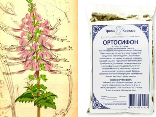 Почечный чай Ортосифон: инструкция, отзывы о тычиночном сборе