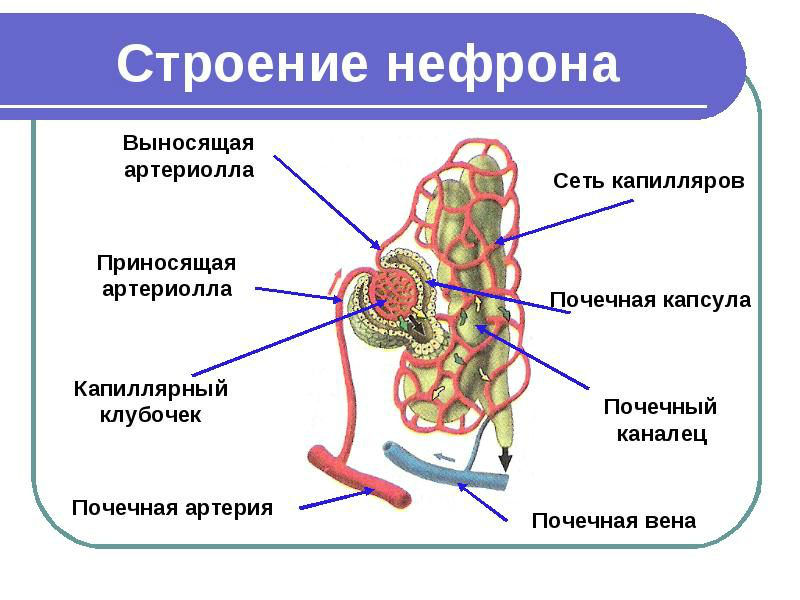 Токсическая почка: симптомы синдрома, лечение, причины