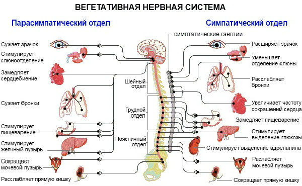 Невроз мочевого пузыря: симптомы, лечение и причины