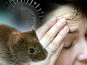 Геморрагическая лихорадка с почечным синдромом: симптомы, лечение