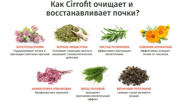 Cirrofit – капли для восстановления почек Циррофит, цена и отзывы