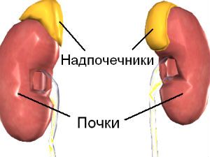 Ушиб почки при падении: лечение, симптомы и причины