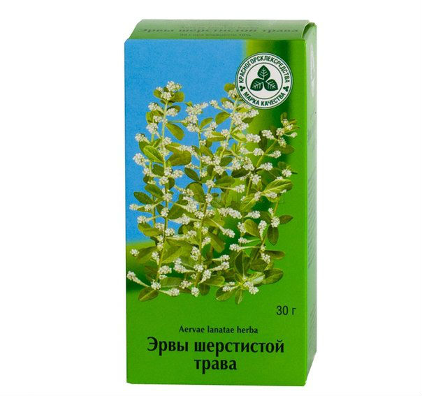 Эрва шерстистая при камнях в почках, отзывы о лекарственном растении