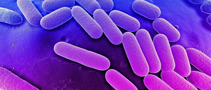 Клебсиелла в моче: лечение пневмонии klebsiella pneumoniae у взрослых