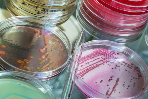 Клебсиелла в моче: лечение пневмонии klebsiella pneumoniae у взрослых