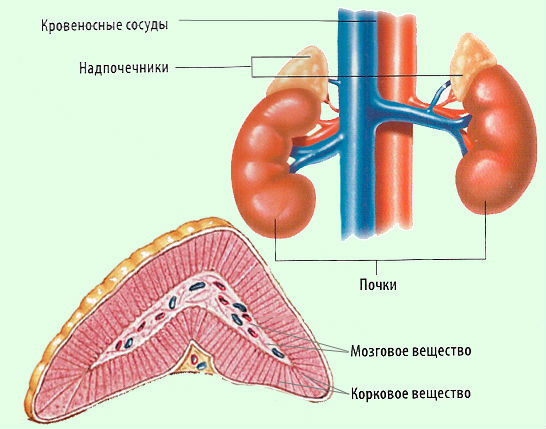 Дисфункция надпочечников и их коры у детей (врожденная), у взрослых