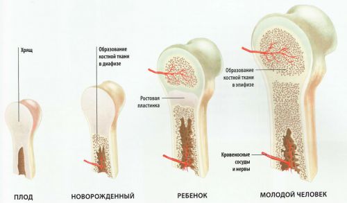 Дисфункция надпочечников и их коры у детей (врожденная), у взрослых