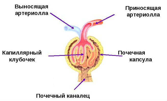 Хронический гломерулонефрит: симптомы и лечение, диета