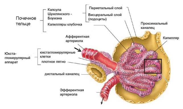 Самые распространенные болезни почек, их симптомы и причины