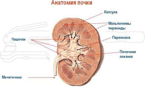 Увеличены и расширены лоханки почки у плода: причины и последствия