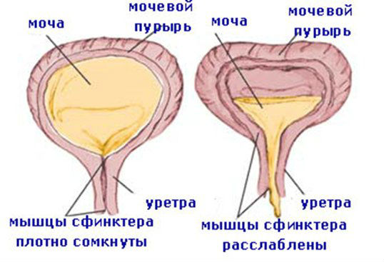 Недержание мочи у пожилых женщин и лечение (таблетки, лекарства, препараты)