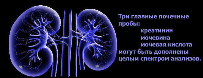 Функциональные почечные пробы: расшифровка и нормы, что это такое