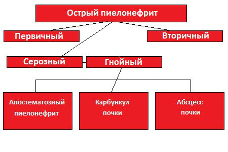 Острый пиелонефрит: симптомы, лечение, диета при заболевании у взрослых