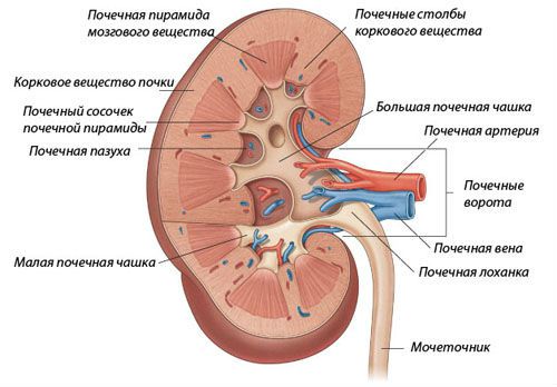 Где находятся почки в организме человека, их фото и анатомия