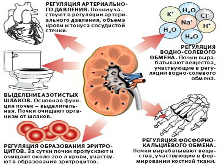 Где находятся почки в организме человека, их фото и анатомия