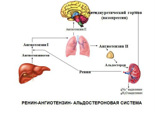 Где находятся почки в организме человека, их фото и анатомия