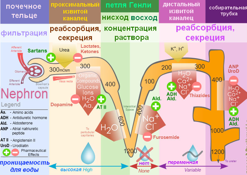 Для чего нужны почки человеку и какие функции они выполняют