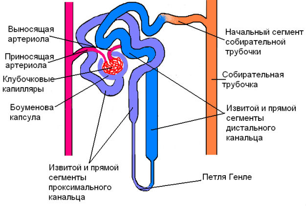 Тубулопатии почек у детей и взрослых