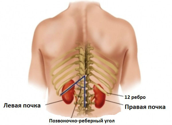 Упражнения для почек, восстановительная гимнастика