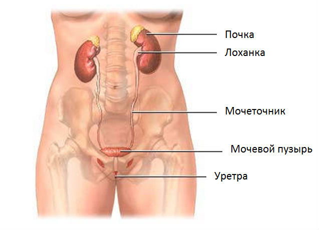 Мочевыводящие пути: их строение и заболевания, болезни у женщин