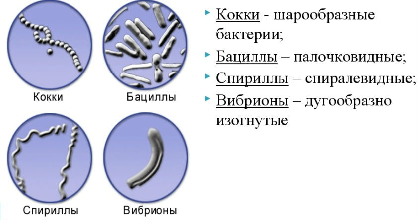 Бактерии в моче у ребенка, лечение и диагностика у грудничка