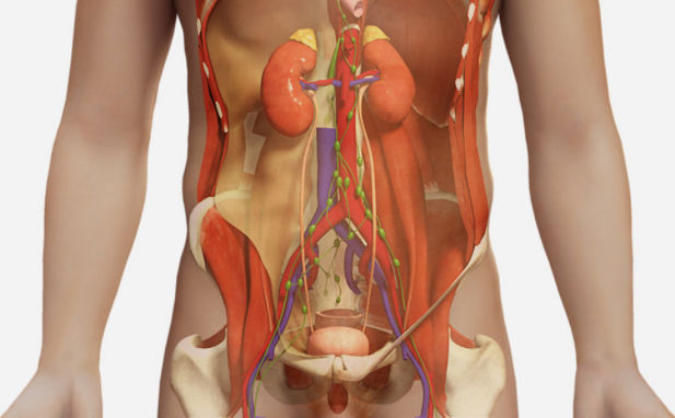 Подготовка к исследованию УЗИ почек: что нужно делать, как правильно подготовиться Подготовка к исследованию УЗИ почек: что нужно делать, как правильно подготовиться