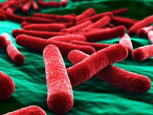Кишечная палочка escherichia coli в моче: лечение антибиотиками, причины