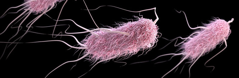 Кишечная палочка escherichia coli в моче: лечение антибиотиками, причины