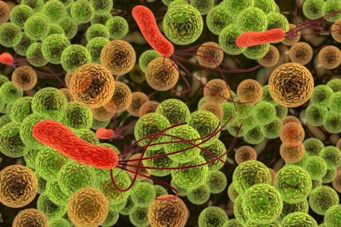 Кишечная палочка escherichia coli в моче: лечение антибиотиками, причины