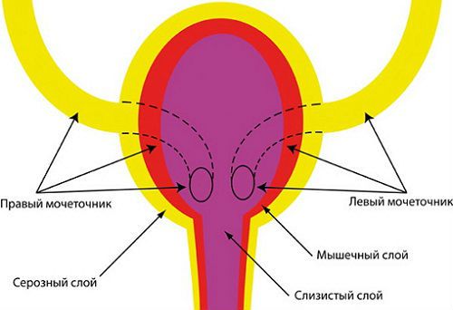 К какому врачу обращаться при цистите у женщин (кто лечит)