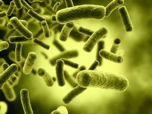 Кишечная палочка в моче при беременности (escherichia coli) и ее лечение