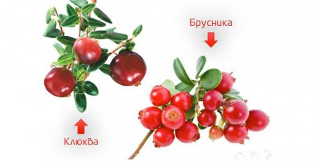 Клюква для почек при пиелонефрите, лечении мочекаменной болезни