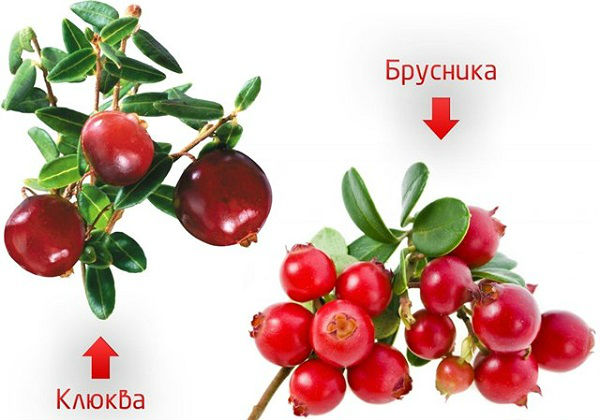 Лечение песка в почках в домашних условиях: как удалить народными средствами