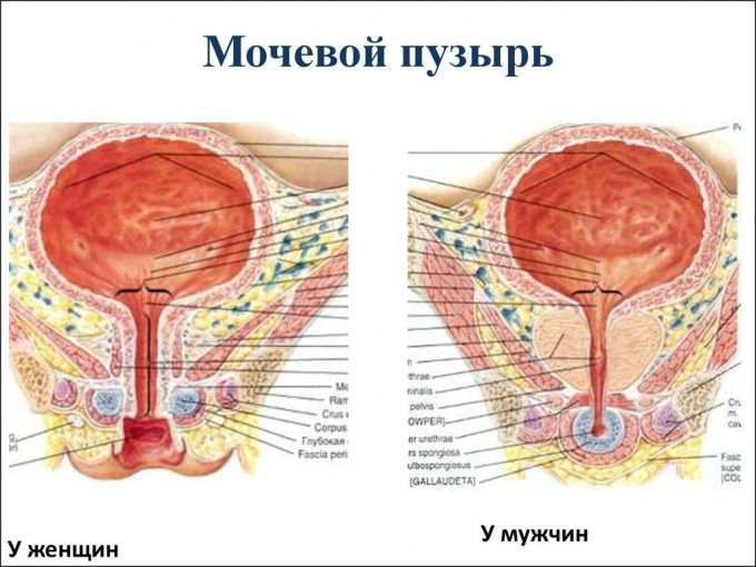 Спазм мочевого пузыря у женщин и мужчин: причины, лечение