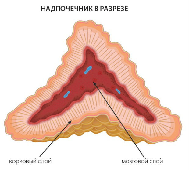 Увеличение надпочечников у новорожденных: причины, симптомы, лечение