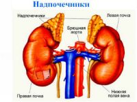 Увеличение надпочечников у новорожденных: причины, симптомы, лечение