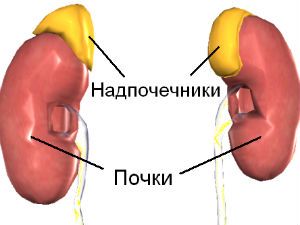 Размер почки у взрослого человека: таблица, норма у детей, асимметрия