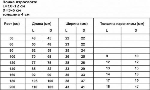 Размер почки у взрослого человека: таблица, норма у детей, асимметрия