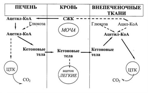 Микроскопия осадка мочи: расшифровка анализа, норма исследования